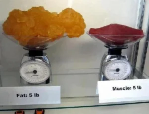 fat vs muscle 